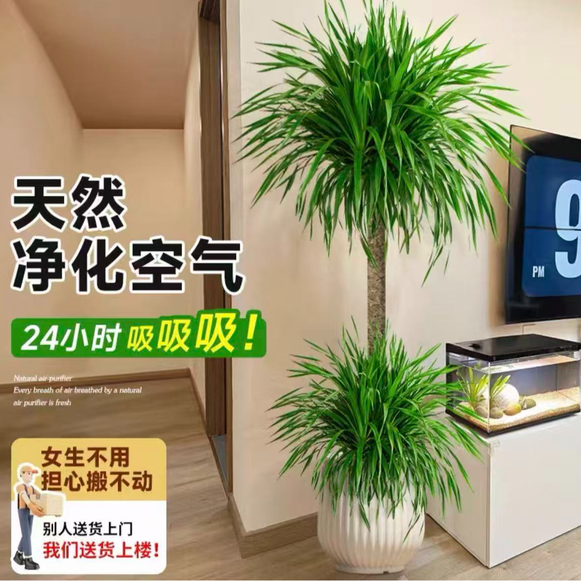 带盆老桩造型太空铁2号龙血树大型客厅盆栽懒人绿植净化空气