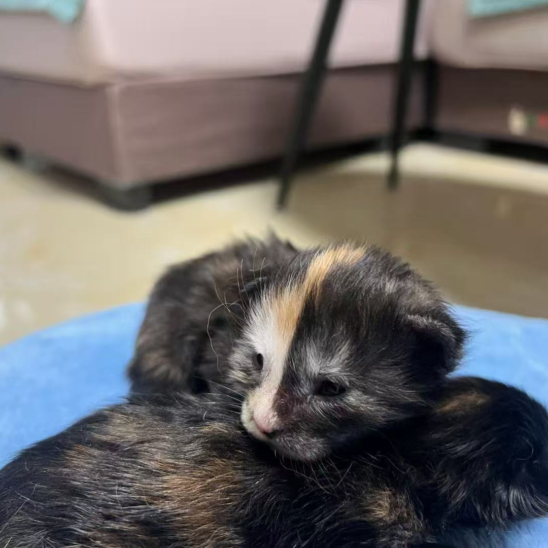 南昌缅因猫小闵专属活体链接