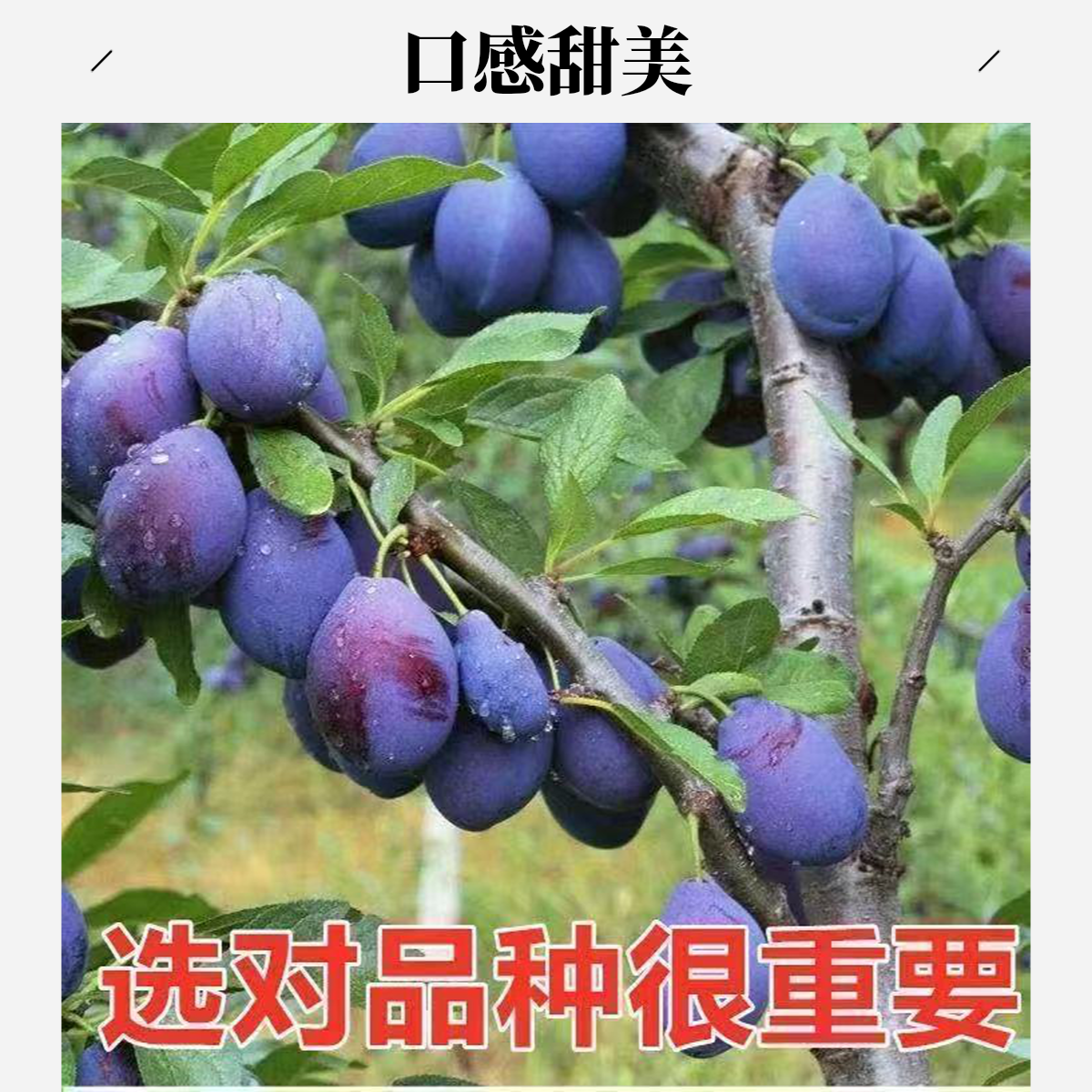 新品种蓝密 西梅树苗 南方北方庭院阳台 盆栽地栽