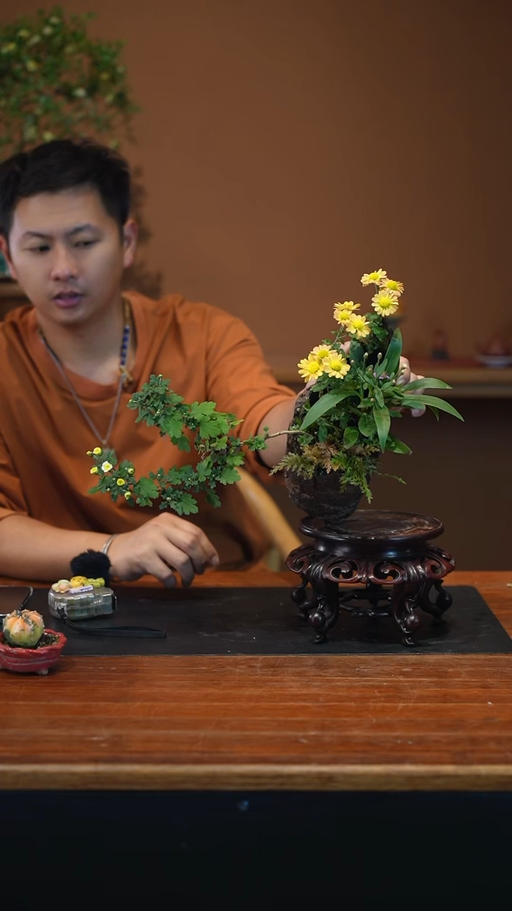 全部花朵山野草盆景盆景盆景