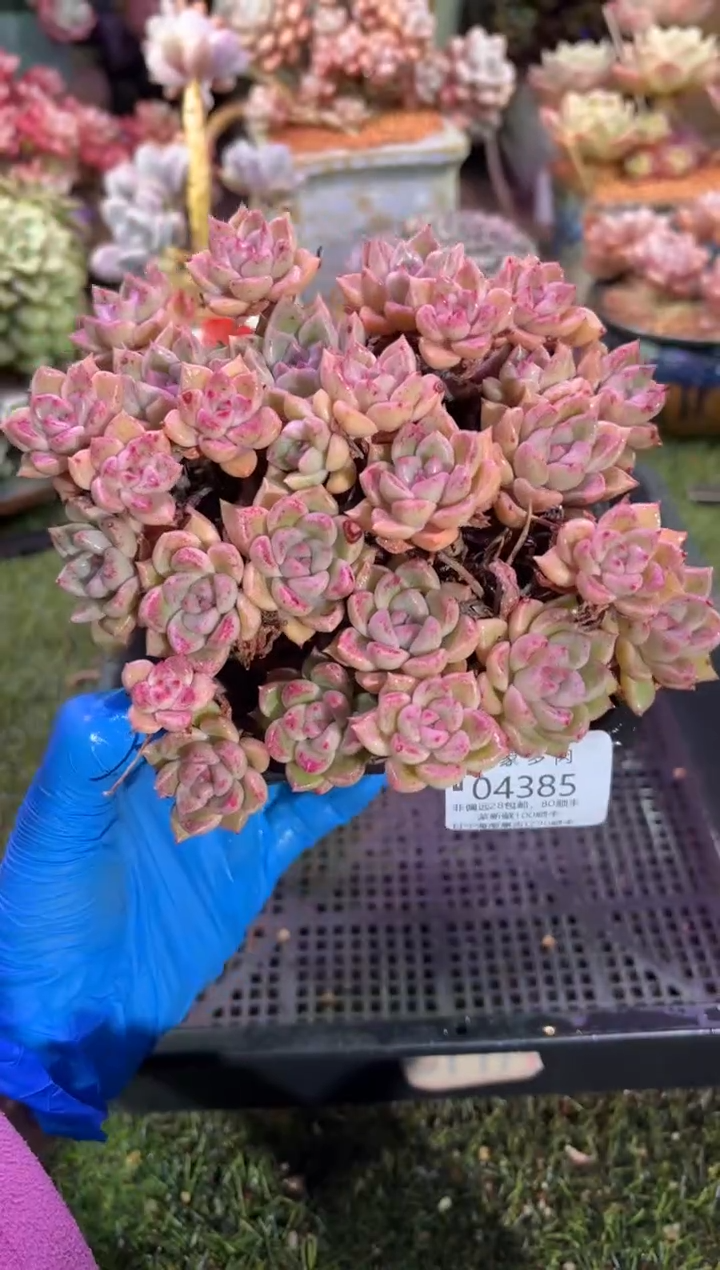 【闪购商品】04385