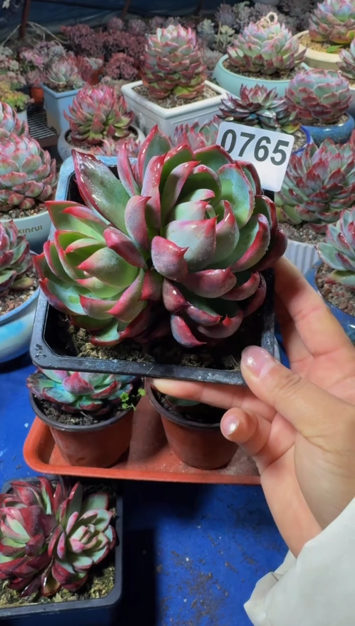 【闪购商品】0765惊鸿仙子（裸根发货）