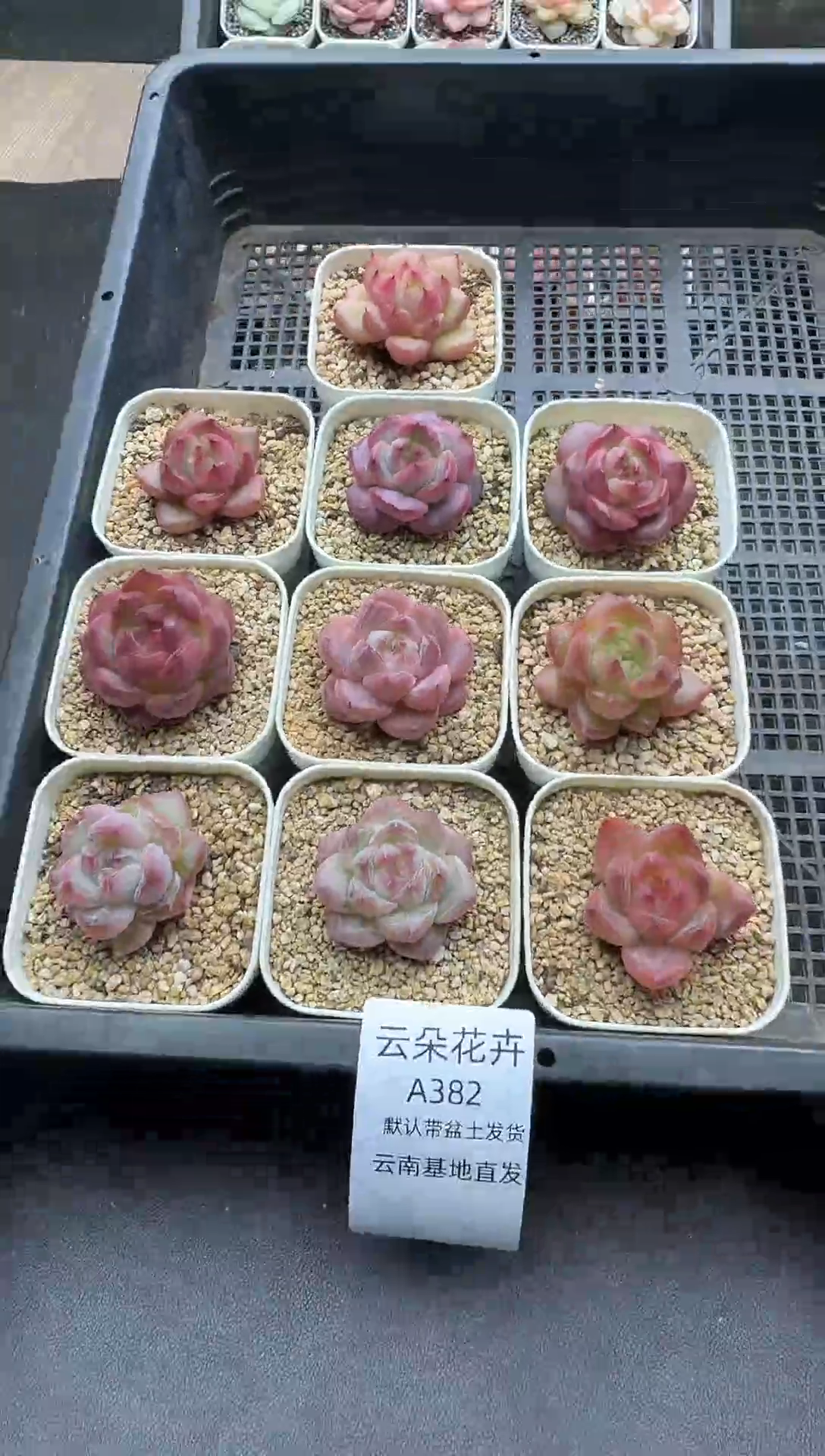 珍妮杂交多肉A382