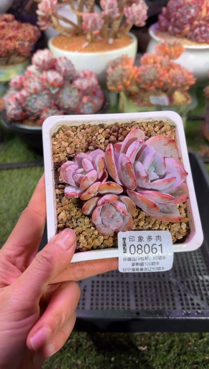 【闪购商品】08061