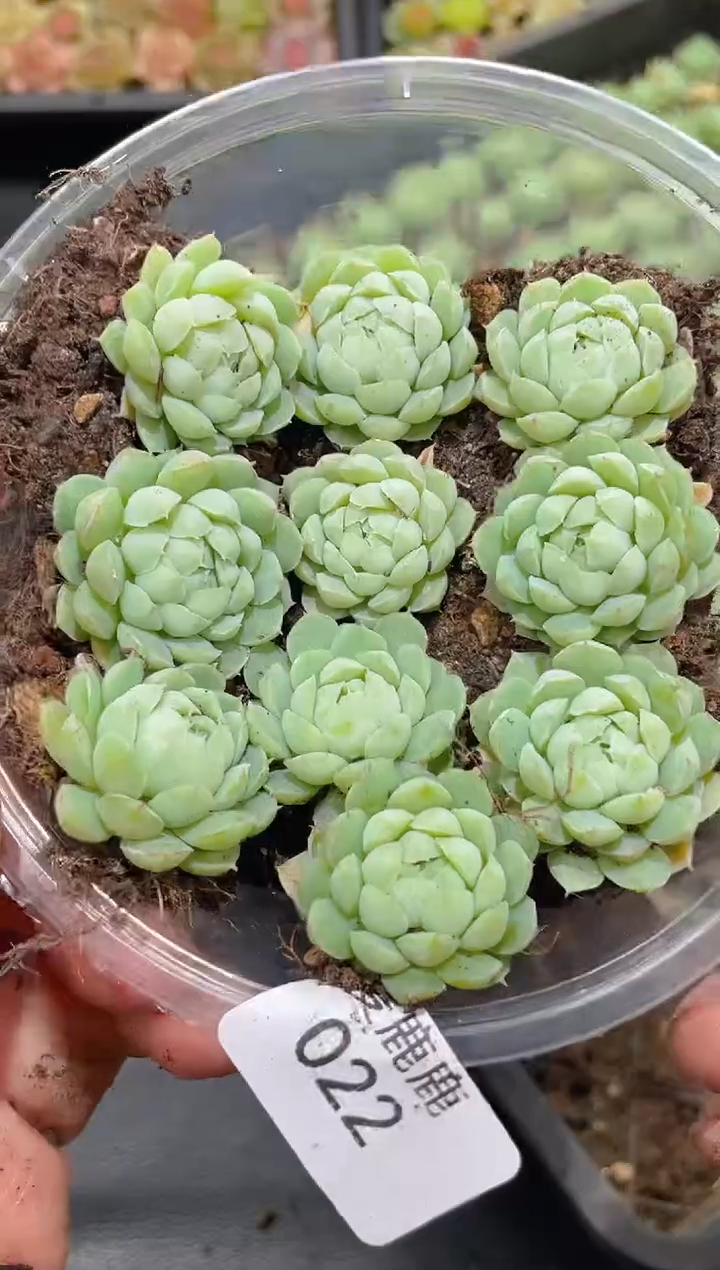 022晶体羊脂球      量拍