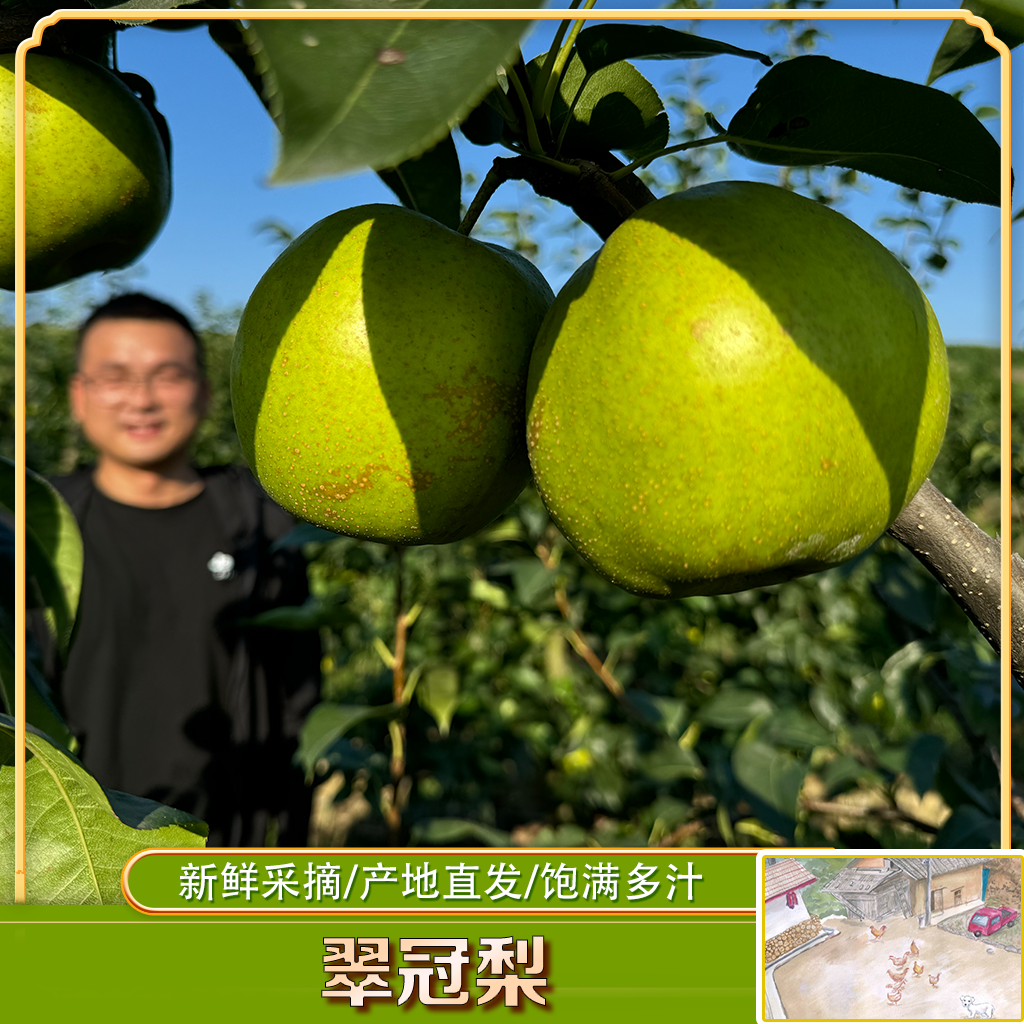 【卜同学推荐】湖北宜城翠冠梨 脆甜多汁 4.7-5.2斤 （顺丰包邮）