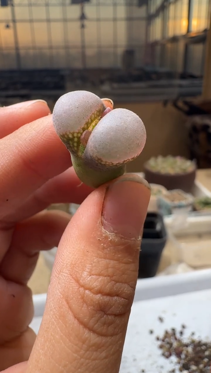 多肉植物肉锥4-397