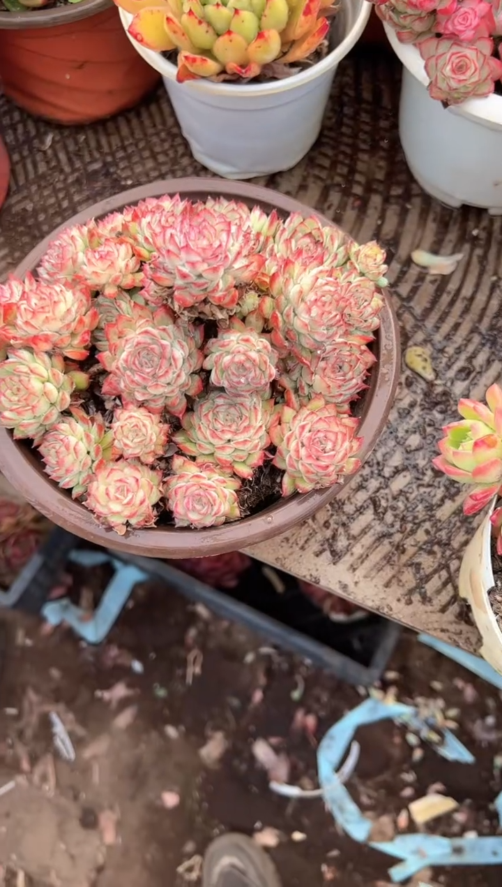 天**勤多肉植物一物一拍01433