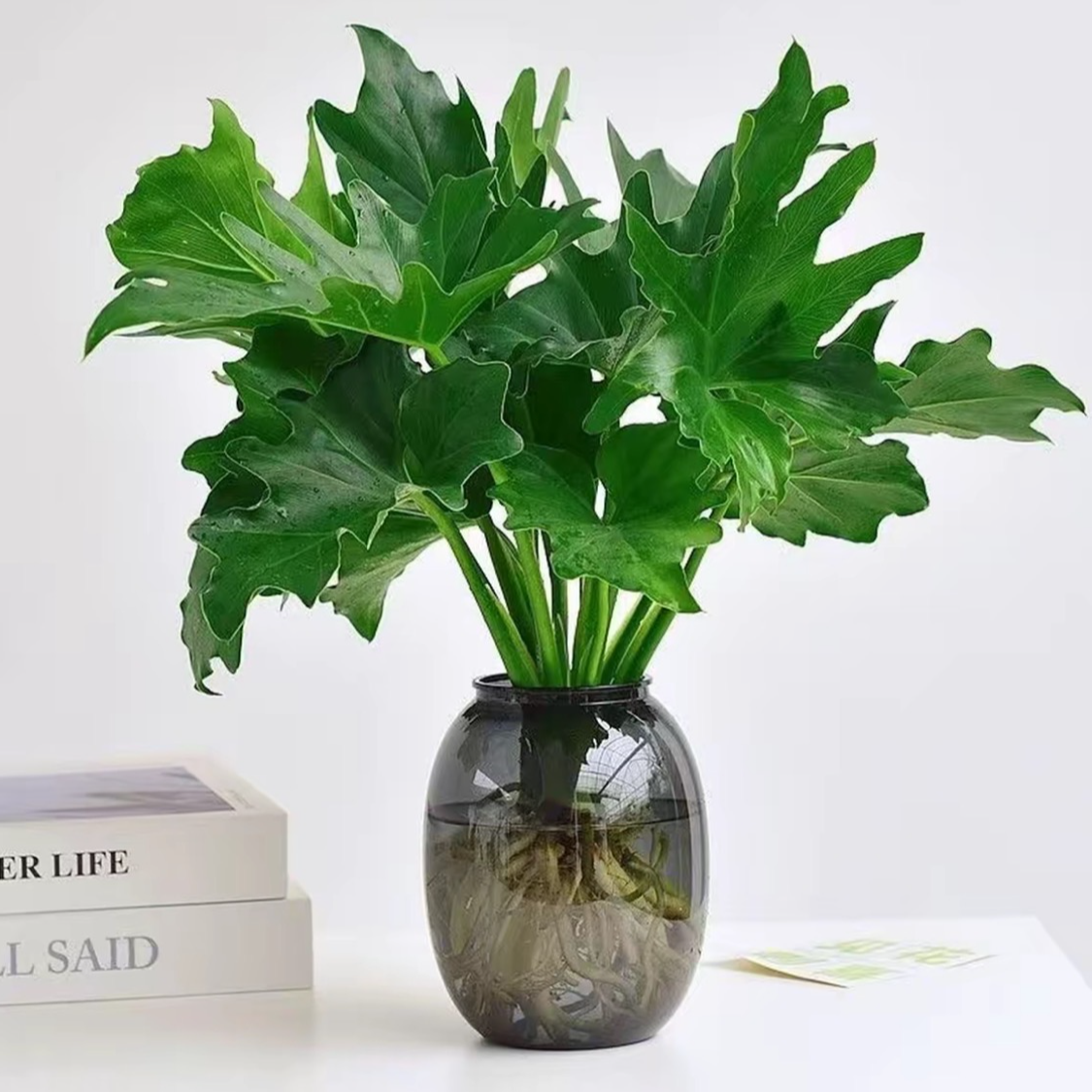 水培春羽【40-50cm】基地室内绿植盆栽观叶花卉四季常绿好养护