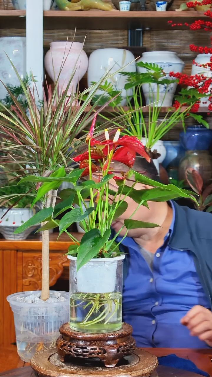 无花朵期**…水之韵水培红掌