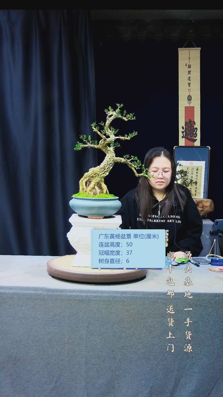 【闪购商品】雀舌黄杨盆景雀舌黄杨盆景