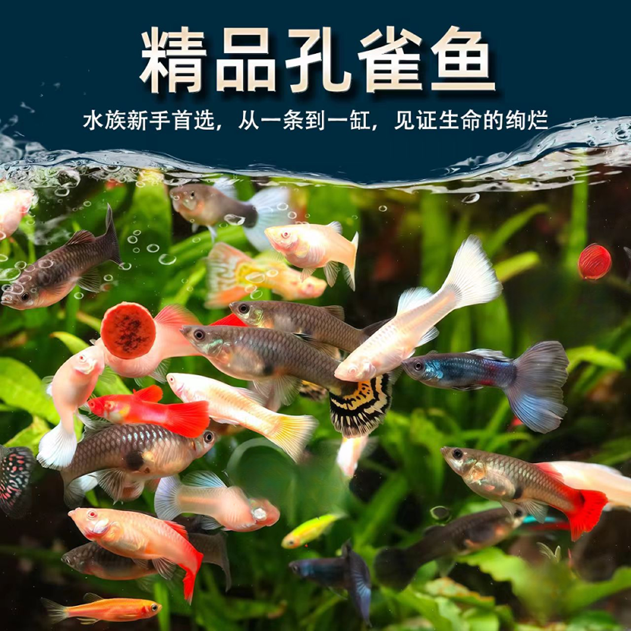 【10品种全公鱼】10品种10条纯种孔雀鱼小型淡水热带观赏鱼易繁殖