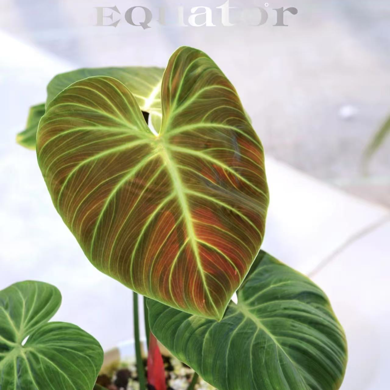 （巧克力蔓绿绒）室内观叶好养美观绿植盆栽、