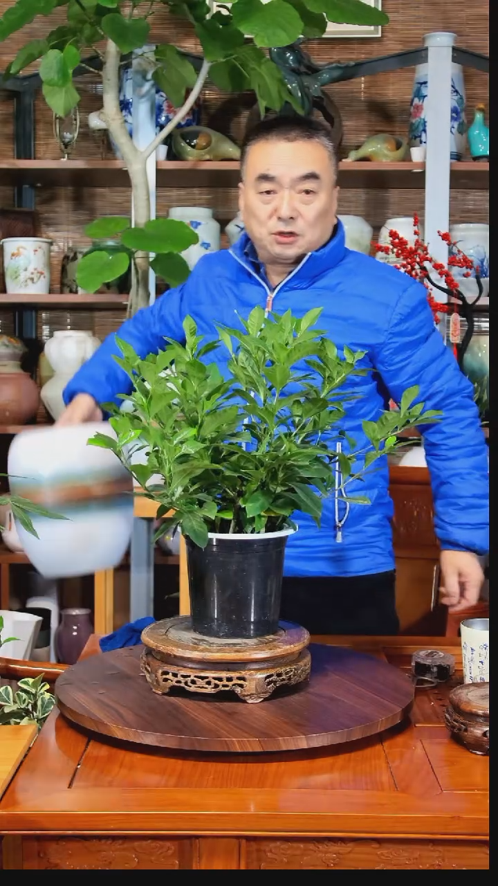 无花朵金水之韵水培栀子花