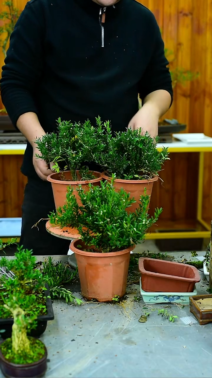 途*福建闽江雀舌皱皮黄杨