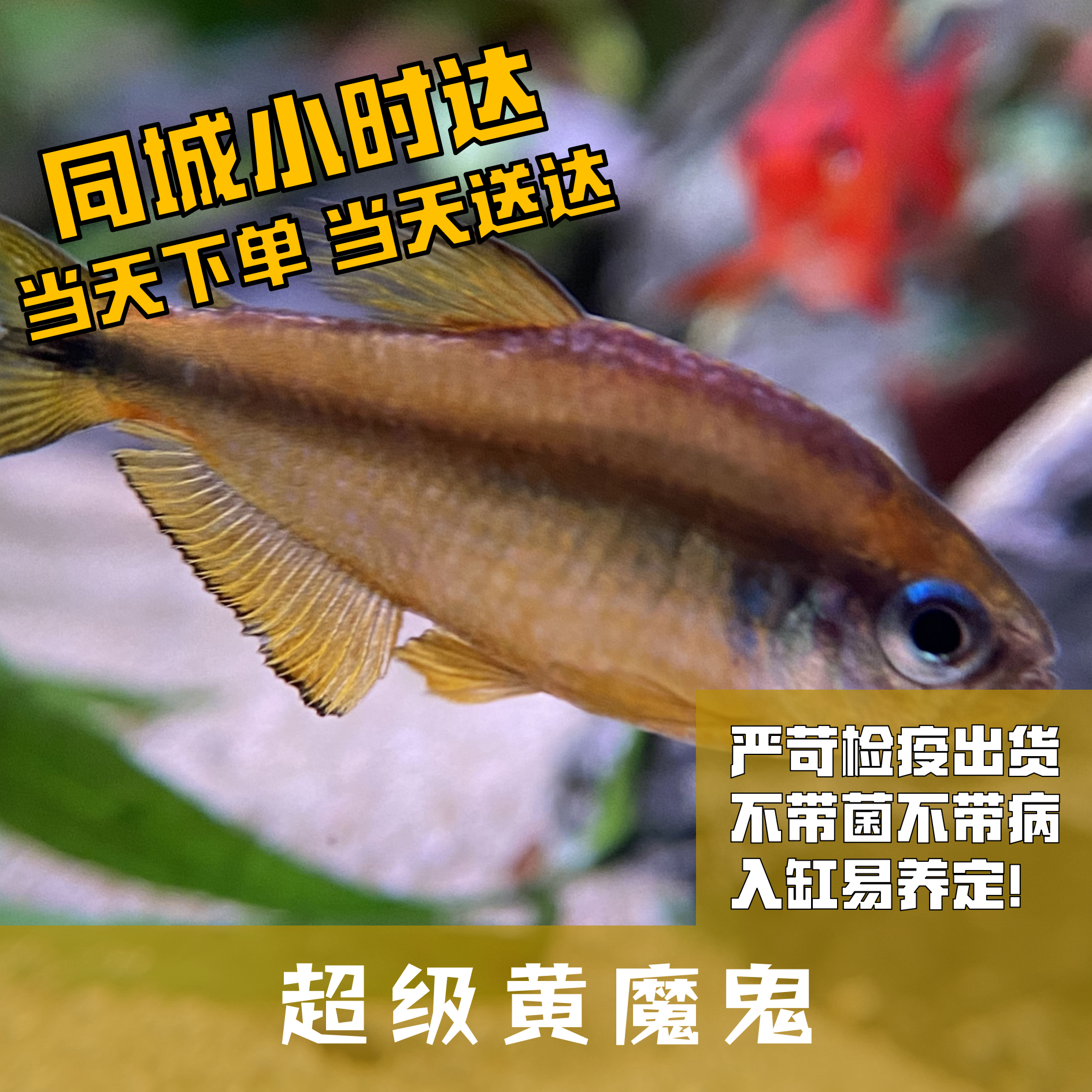 Boo小鱼超级黄魔鬼小型灯科鱼