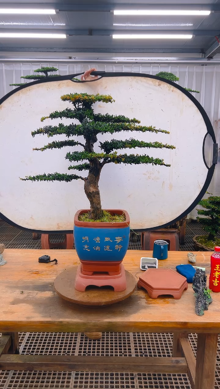 无花朵精品盆景直播间一物一拍