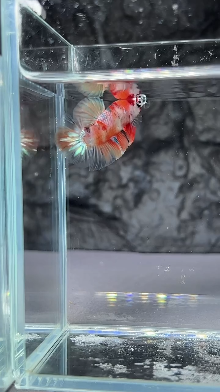 斗鱼竞拍链接A042