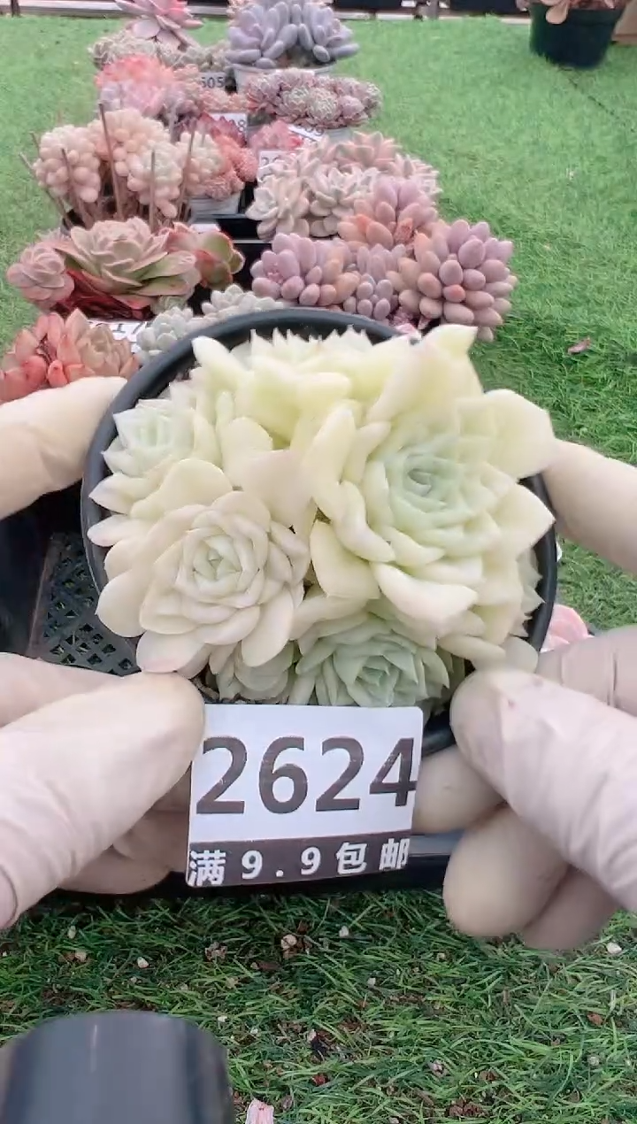 【闪购商品】信福多肉一物一拍