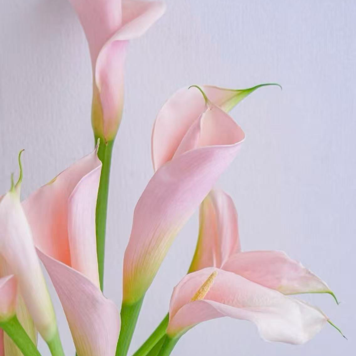 【火烈鸟马蹄莲】花卉盆栽室内植物