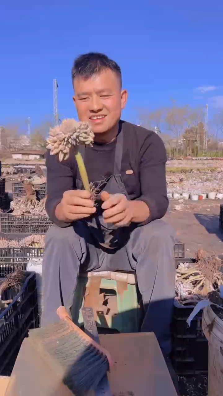 286淡雪缀化一物一拍