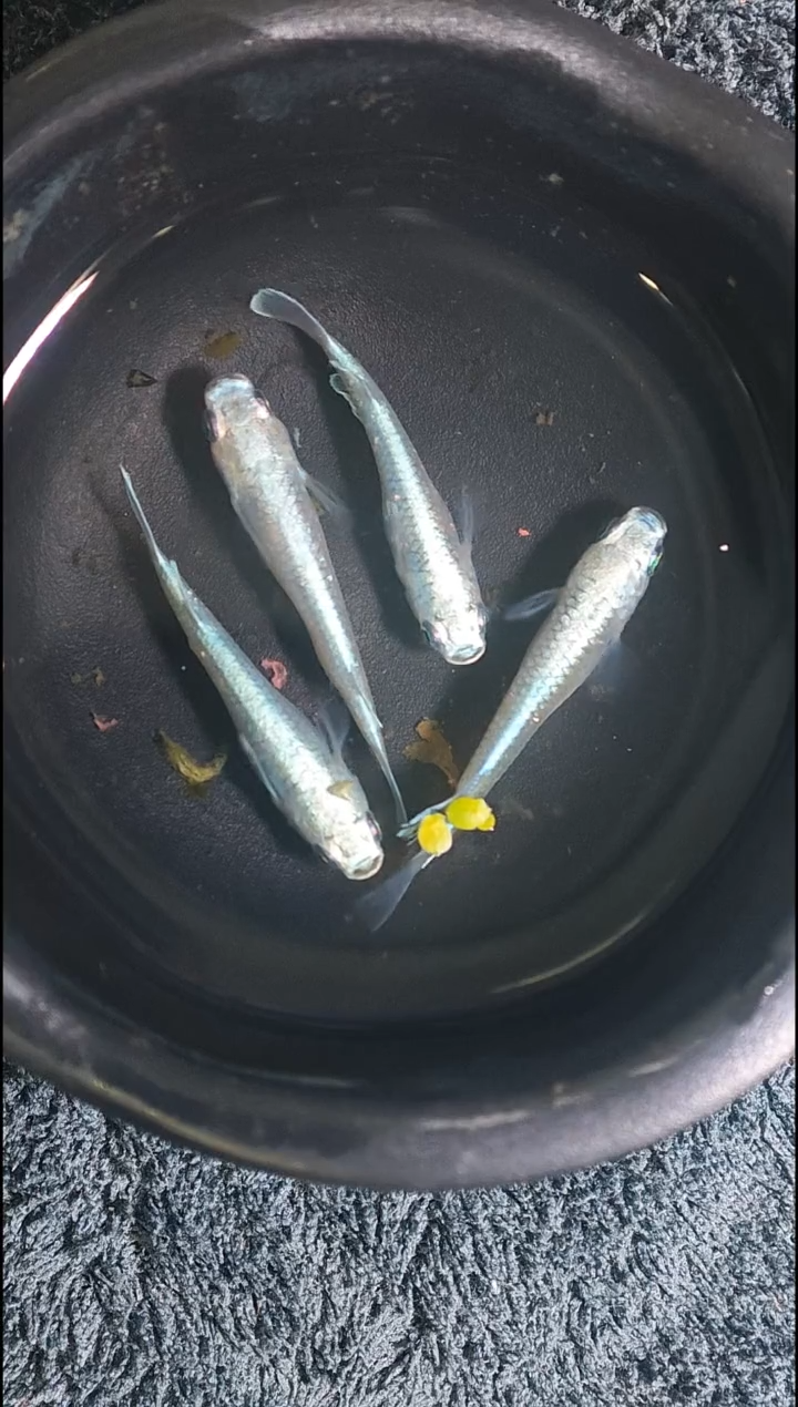 青鳉鱼观背青鳉003