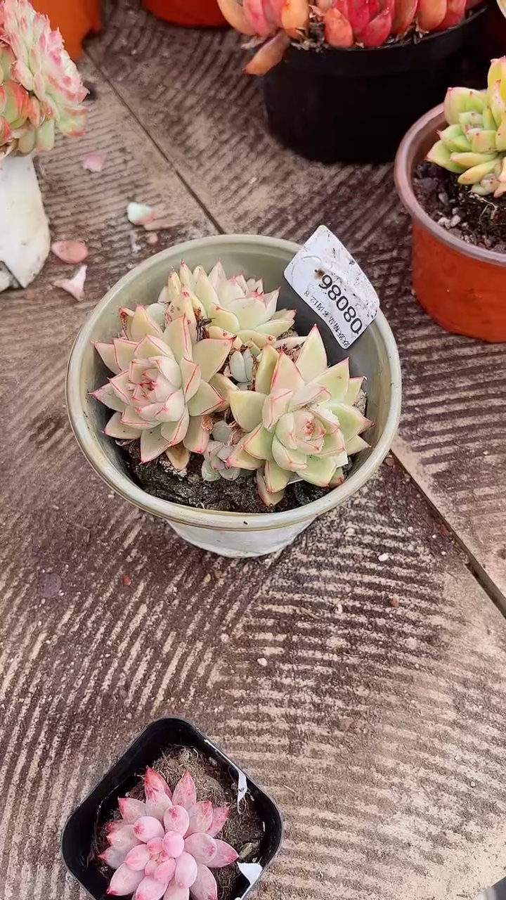 花***宿跃跃精品多肉08086