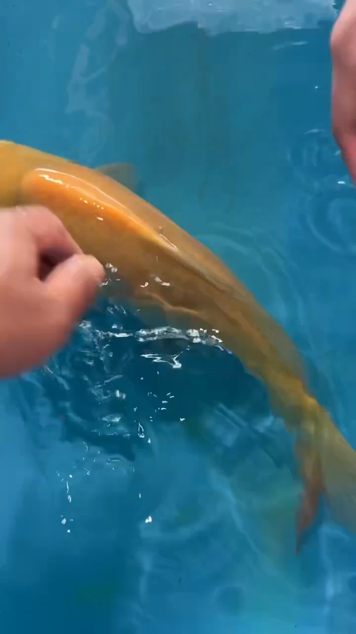 锦鲤太饱锦鲤36cm-48cm不包邮到付