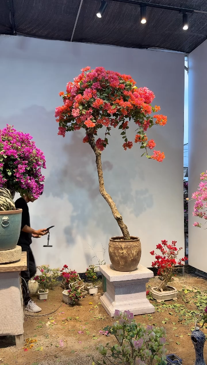 以实际为准静**蓝三角梅19