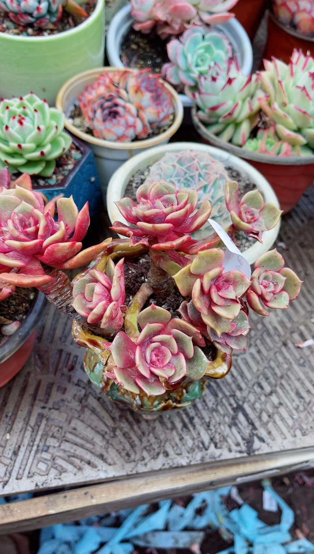 【闪购商品】03234