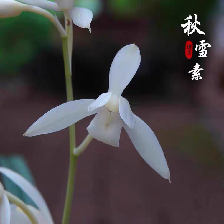 建兰秋雪铭品兰花白花裸根白应兰