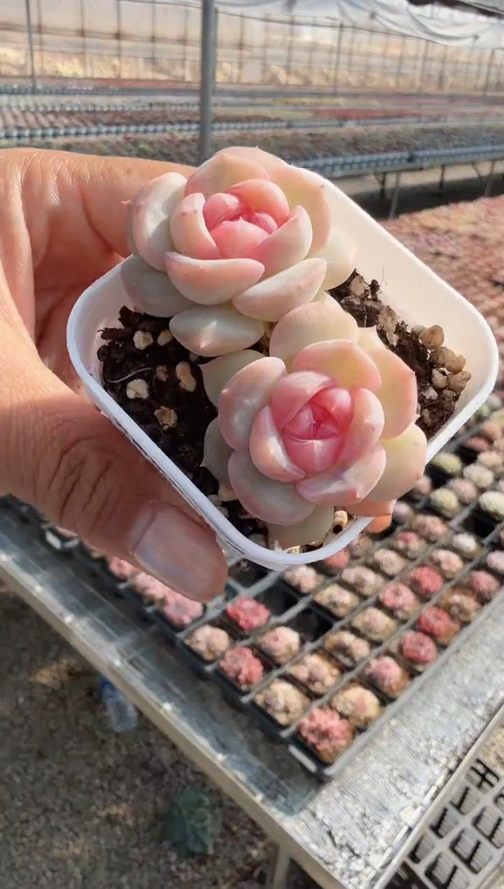 东云多肉园新款-72