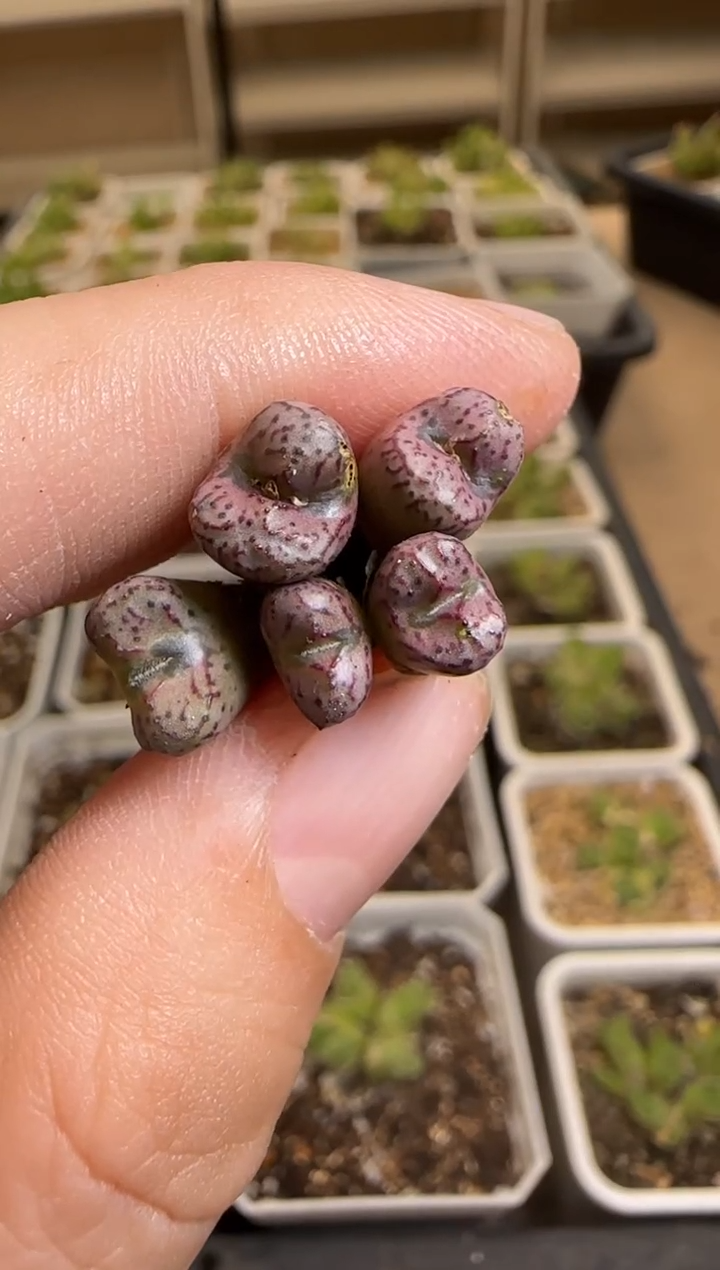 【闪购商品】14-237