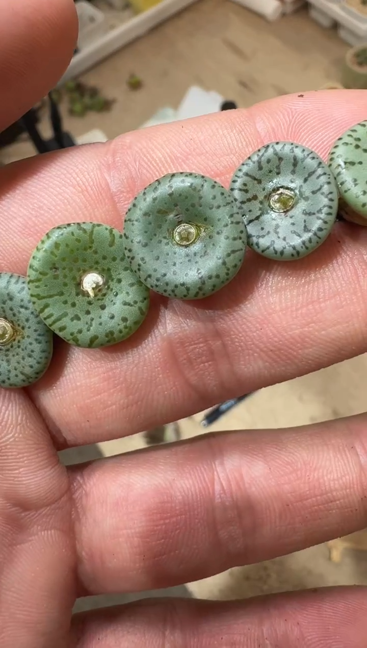 21多肉植物肉锥CR1397荷叶安贞一颗