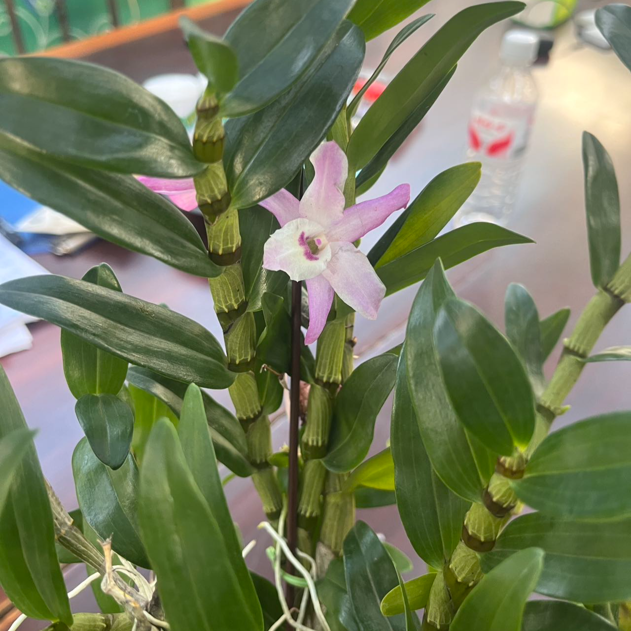 火鸟石斛盆栽带花苞室内花卉绿植好养活