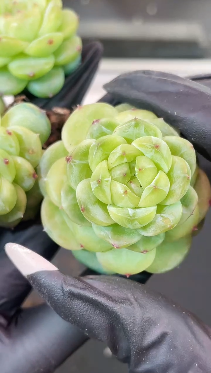 闪购1847 新品 多肉一颗  3.8-4厘米 