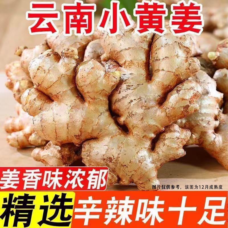 正宗云南小黄姜辛辣老姜新鲜现挖山地种植生姜XX01