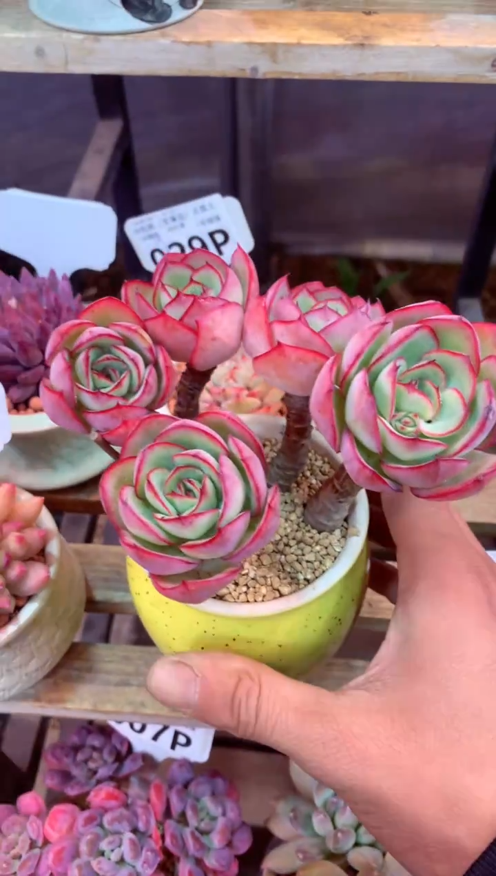 024P（一物一拍，精品多肉，所见即所得 ）