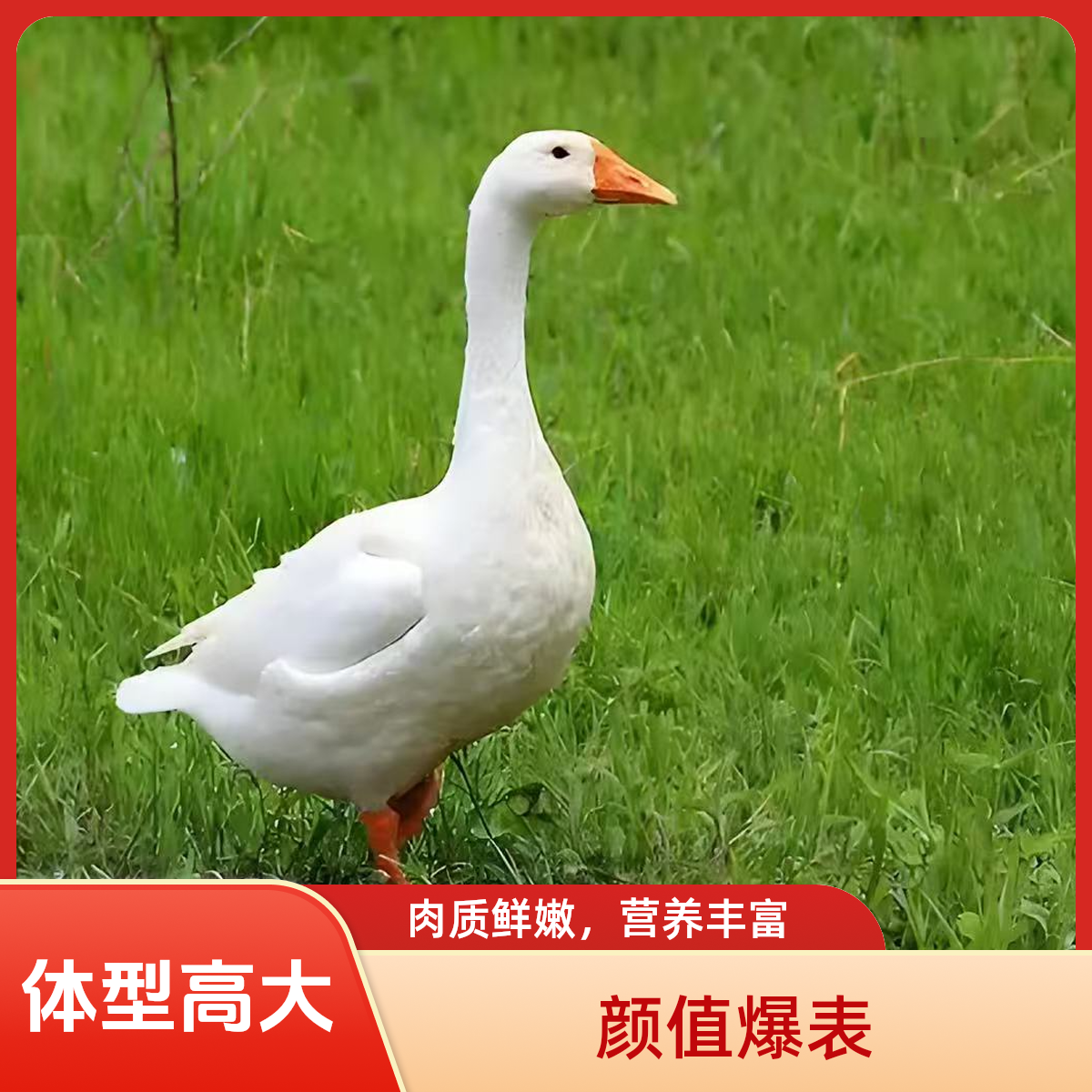 大种霍巴鹅宠物鸭鹅活体包邮