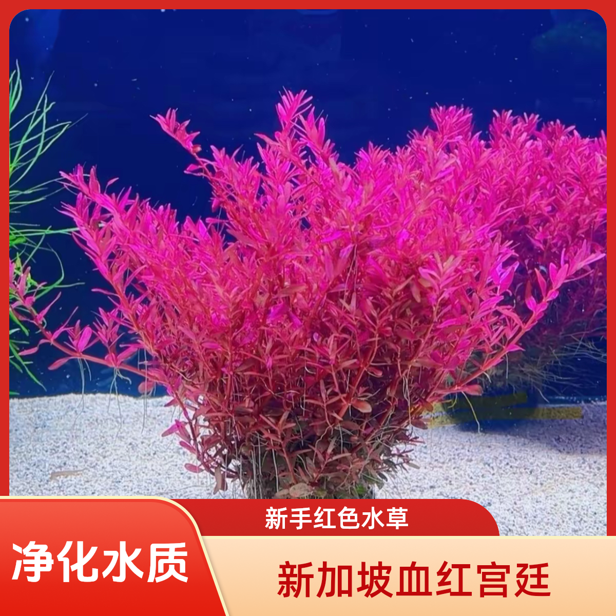 【新加坡红宫廷】 根系发达红草 鱼缸阴性造景水草带根