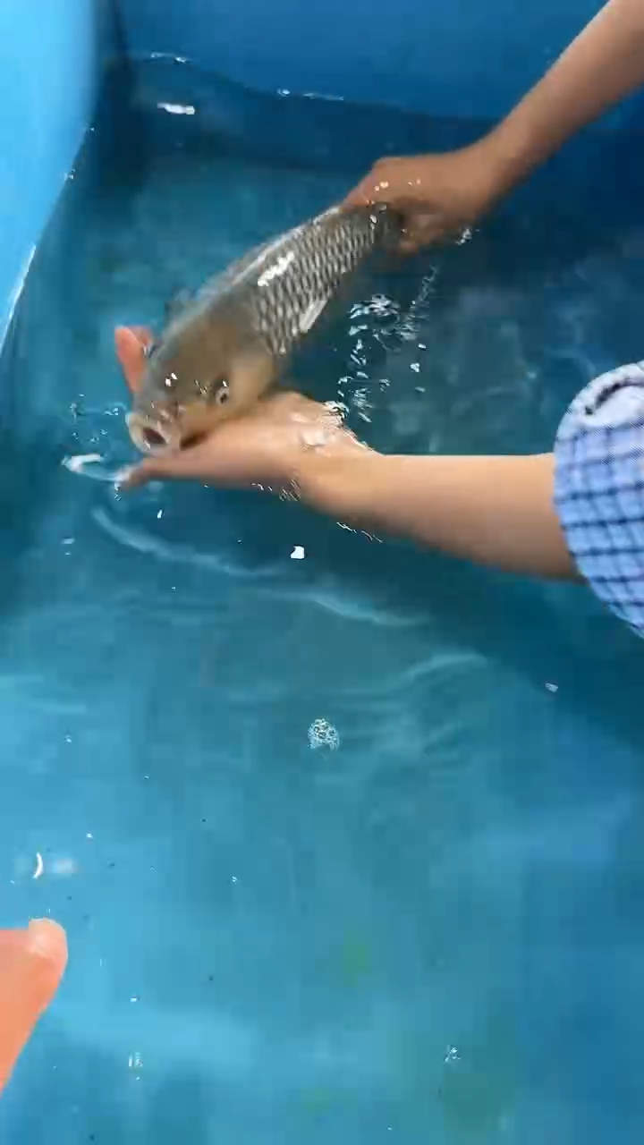 锦鲤太饱锦鲤36cm-48cm不包邮到付