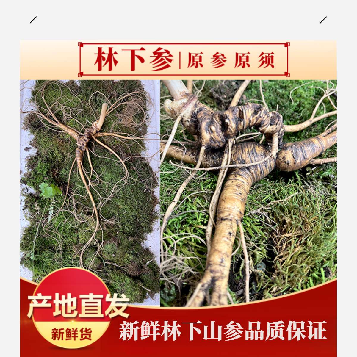 【直播现场改价】林下山参红参  以主播间为主