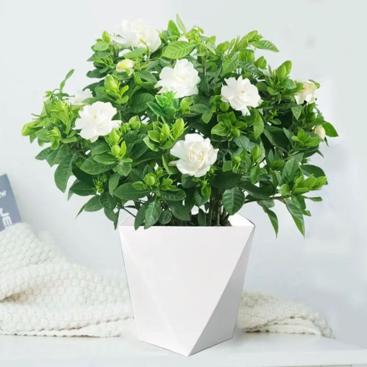 栀子花盆栽室内四季绿植浓香型好养活花卉植物