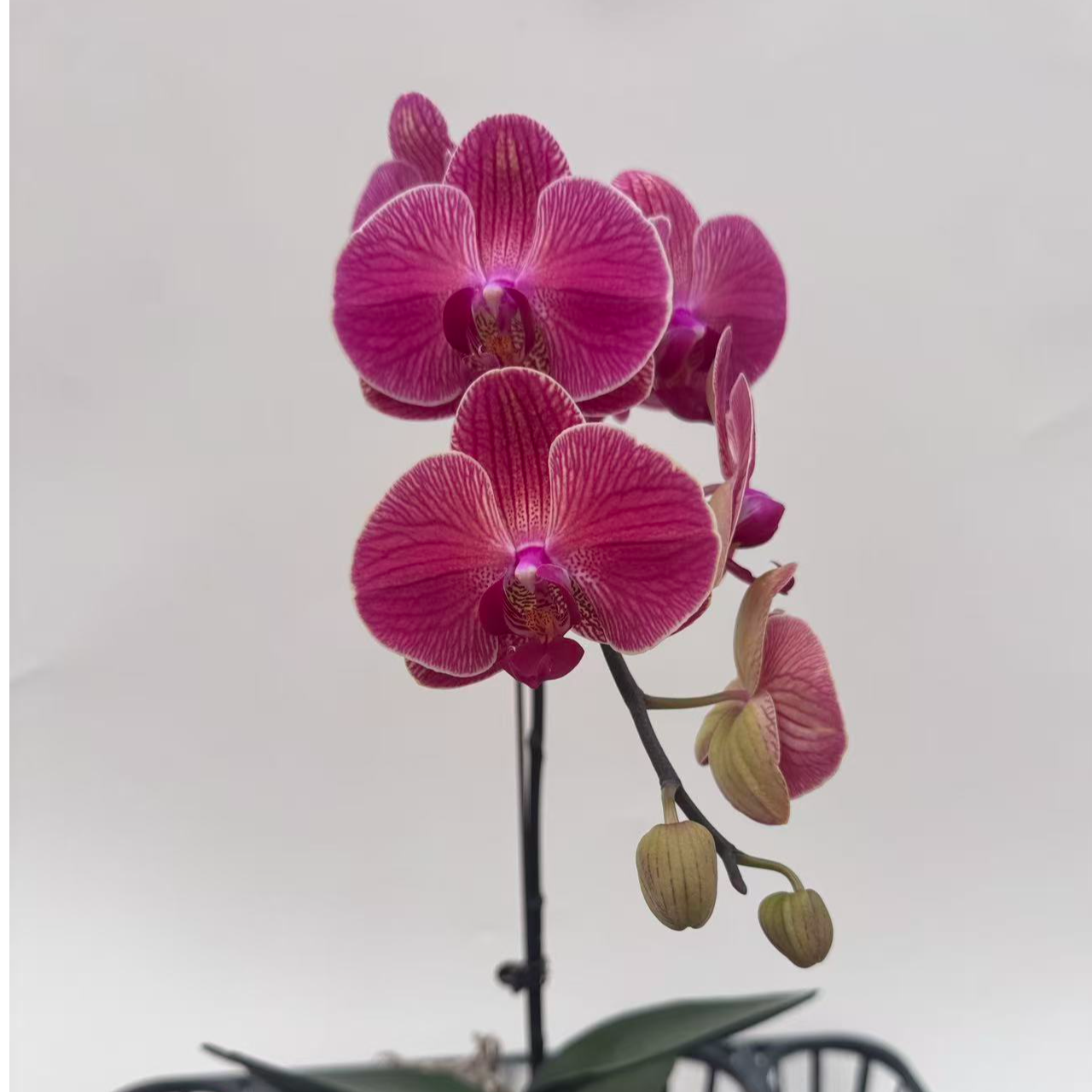 蝴蝶兰【聚宝橘子单】鲜花盆栽室内观赏花花佛山基地直发好养易