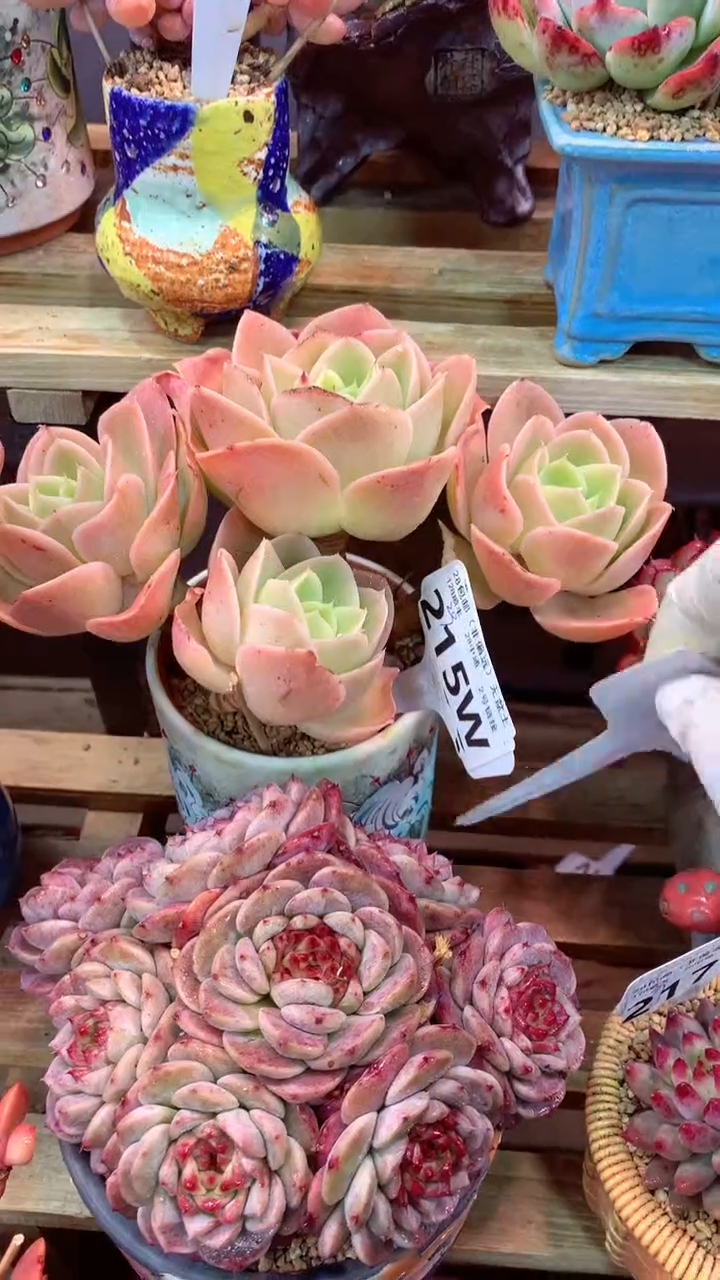 215W（一物一拍，精品多肉，w所见即所得 ）