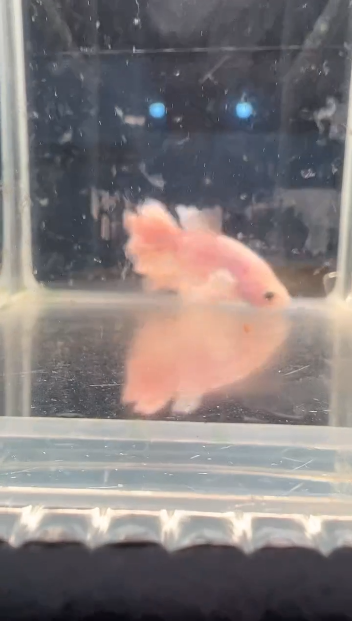 斗鱼斗鱼绣球大耳朵斗鱼