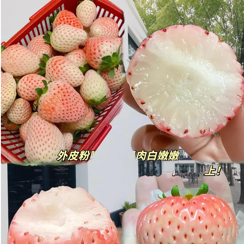 【整果】云南玉溪 粉玉草莓13元/斤云南水果云南水果同城送