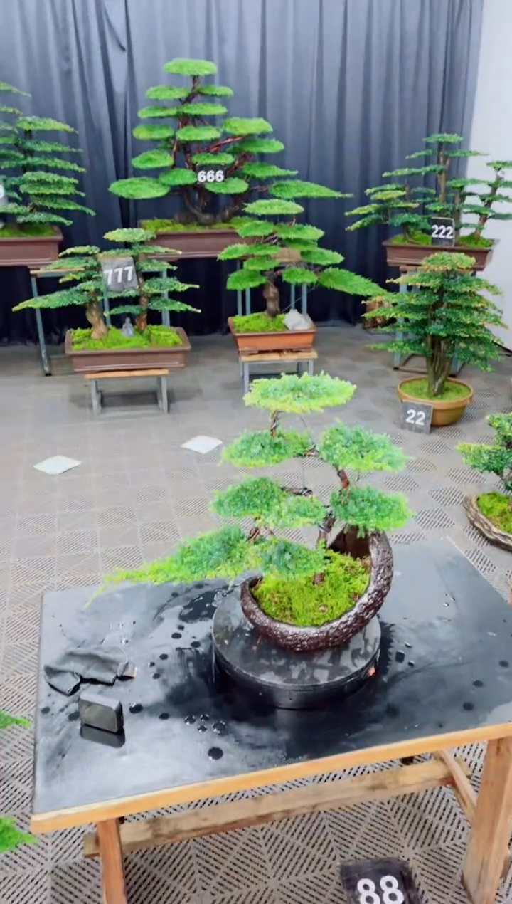 无花朵盆景........