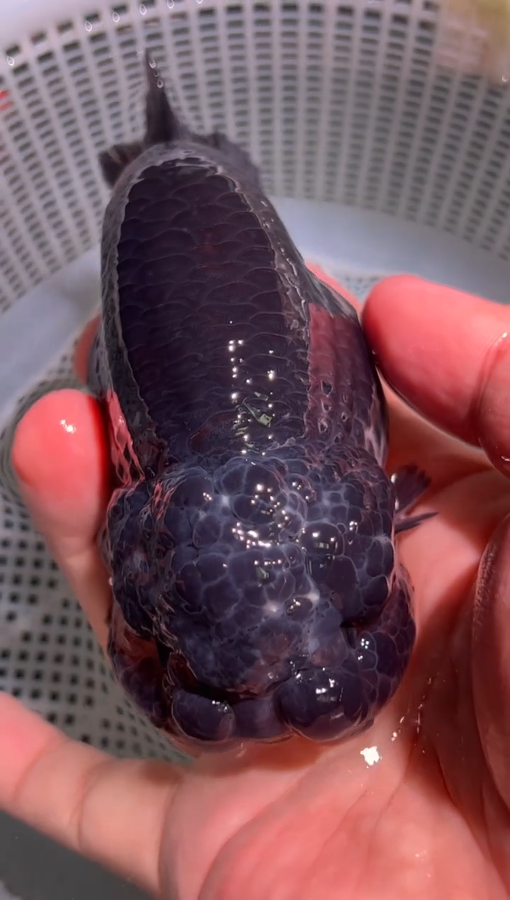 狮头鱼g****e兰寿金鱼兰寿金鱼