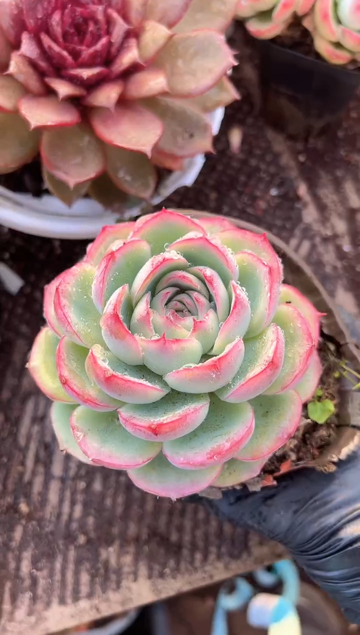 清**光多肉植物一物一拍07298